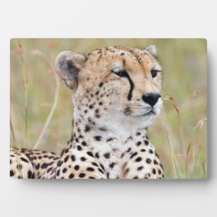 Plaque Photo Cheetah