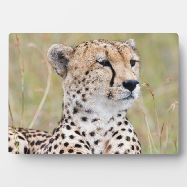 Plaque Photo Cheetah (Devant)