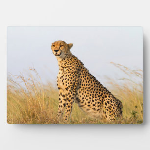 Plaque Photo Cheetah