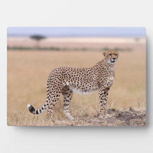 Plaque Photo Cheetah