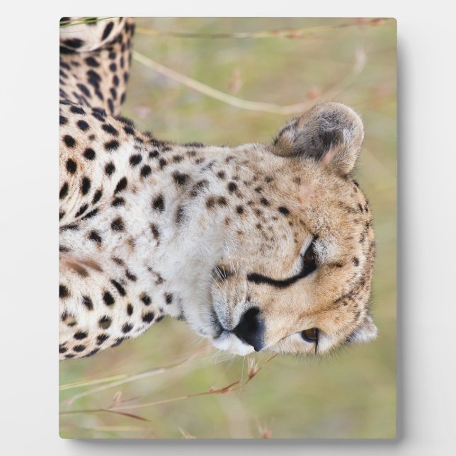 Plaque Photo Cheetah (Devant)
