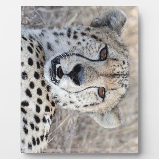 Plaque Photo Cheetah Portrait (Devant)