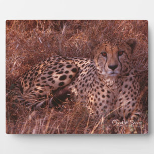 Plaque Photo Cheetah Stare