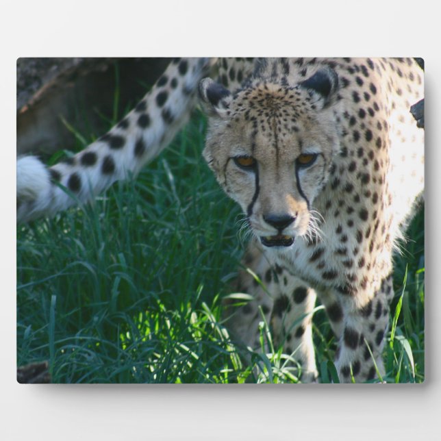 Plaque Photo Cheetah sur la chasse (Devant)