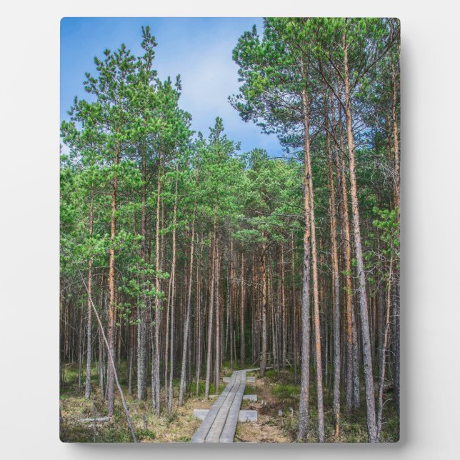 Plaque Photo Chemin en bois dans la pinède (Devant)