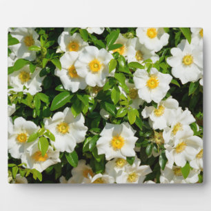 Plaque Photo Cherokee Rose Fleur officielle de l'Etat Géorgie,