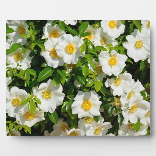 Plaque Photo Cherokee Rose Fleur officielle de l'Etat Géorgie,  (Devant)