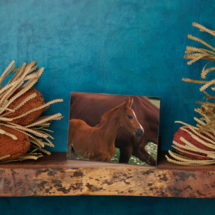 Plaque Photo Cheval Arabe près de Mère