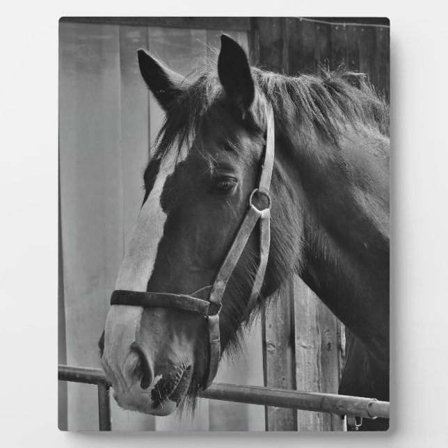 Plaque Photo Cheval blanc noir - Art de la photographie animale (Devant)