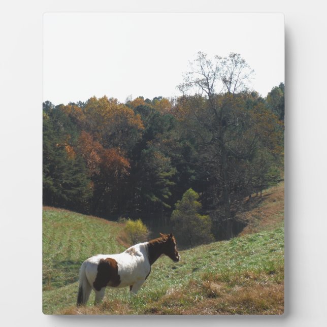 Plaque Photo Cheval Brown et blanc à l'étang d'automne (Devant)