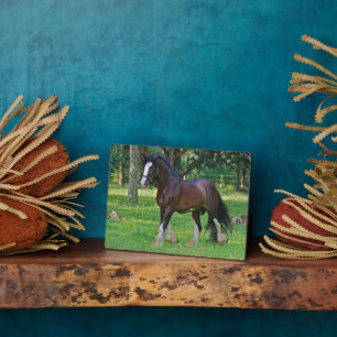 Plaque Photo Cheval Clydesdale
