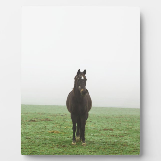 Plaque Photo Cheval dans la brume sur une prairie (Devant)