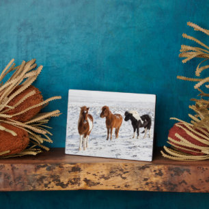 Plaque Photo Cheval islandais avec pelage d'hiver typique