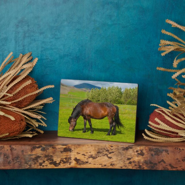 Plaque Photo Cheval islandais Mossfellsbaer (Côté)