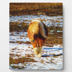 Plaque Photo Cheval miniature brun et crème dans la neige.