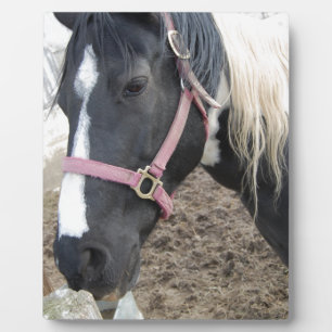 Plaque Photo Cheval Paint Pinto