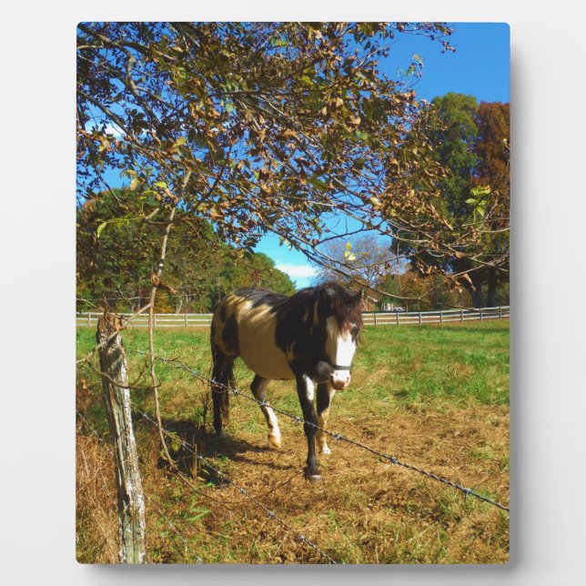 Plaque Photo Cheval Peint, (Devant)