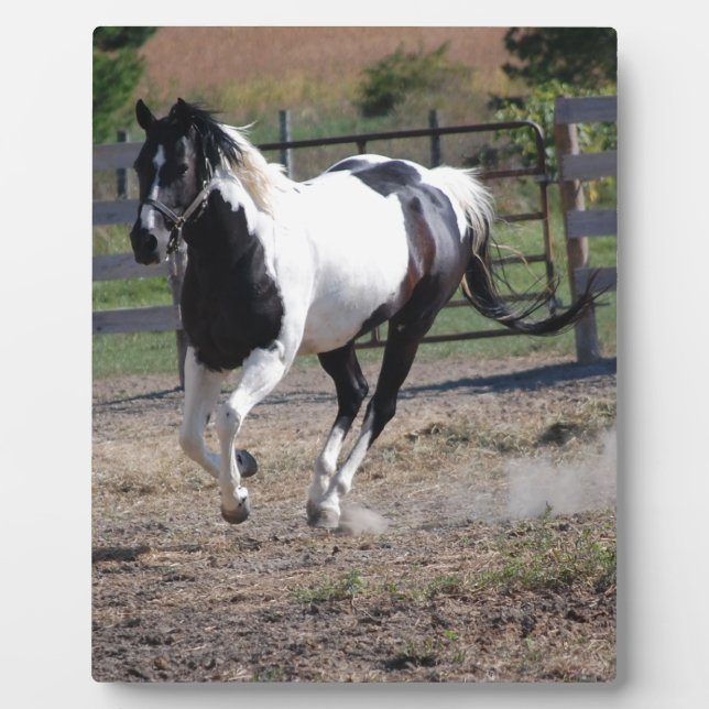 Plaque Photo Cheval Pinto Paint (Devant)
