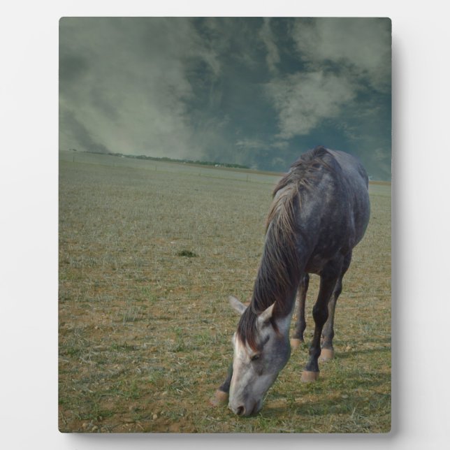 Plaque Photo Cheval Roan Pâturage En Paddock, (Devant)