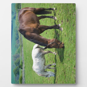Plaque Photo Chevaux