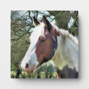 PLAQUE PHOTO CHEVAUX