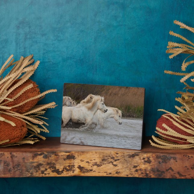 Plaque Photo Chevaux blancs de Camargue courant dans l'eau (Côté)
