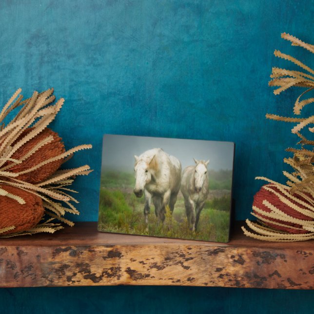 Plaque Photo Chevaux blancs de Camargue en champ (Côté)