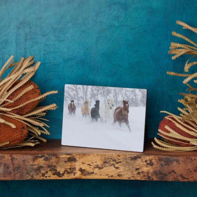 Plaque Photo Chevaux courant à travers la neige (Côté)