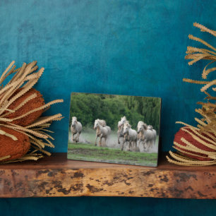Plaque Photo Chevaux de Camargue courant dans l'eau