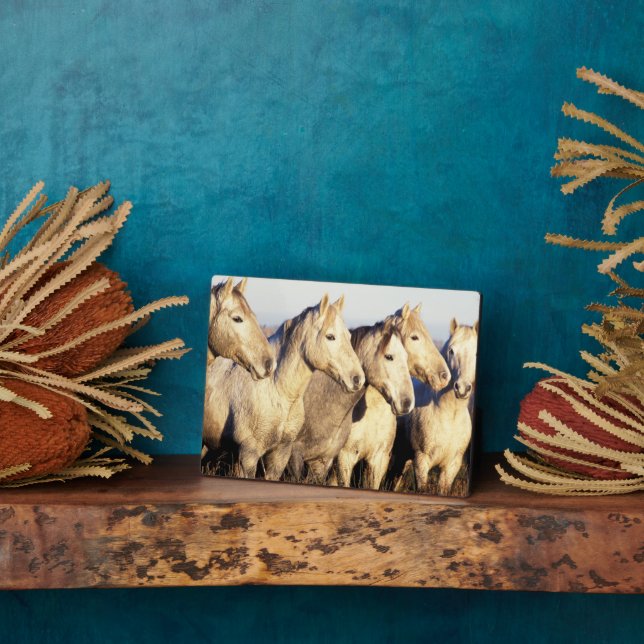 Plaque Photo Chevaux de Camargue (Eguus caballus) (Côté)