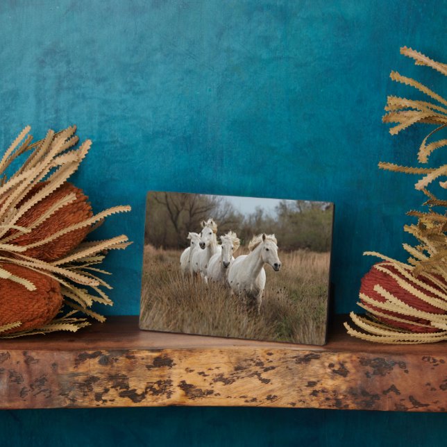 Plaque Photo Chevaux de Camargue en course (Côté)