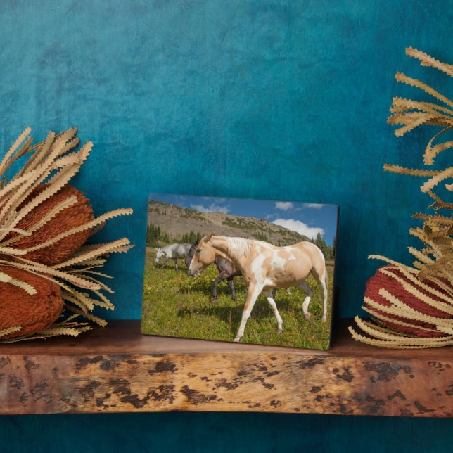 Plaque Photo Chevaux et Mules (Côté)