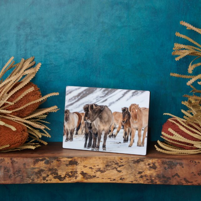 Plaque Photo Chevaux islandais dans les pâturages d'hiver près  (Côté)