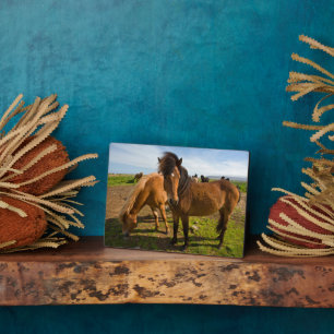 Plaque Photo Chevaux islandais paissent
