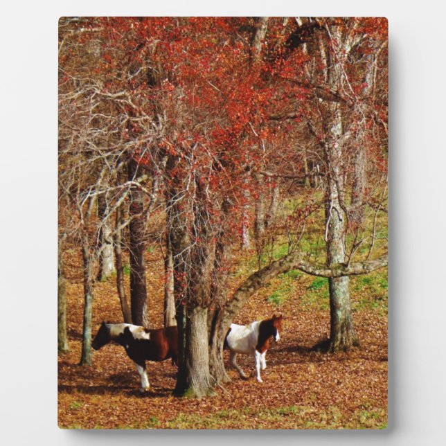 Plaque Photo Chevaux jumeaux Brown et blancs (Devant)