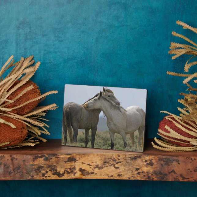 Plaque Photo Chevaux sauvages se caressant (Côté)