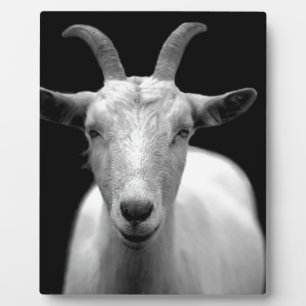 Plaque Photo Chèvre