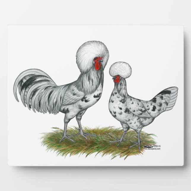 Plaque Photo Chickens de Polish (Devant)