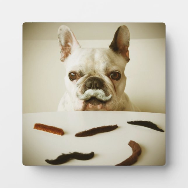 Plaque Photo Chien À Balle Français Avec Moustache (Devant)