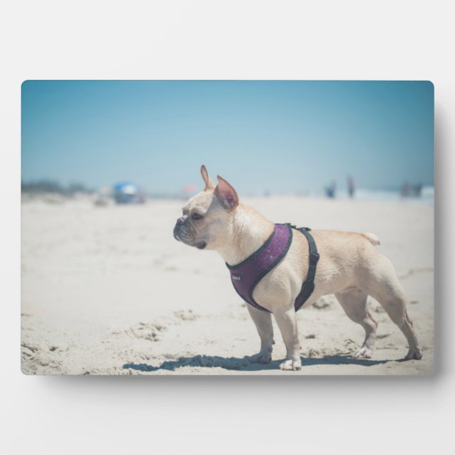 Plaque Photo Chien À La Plage (Devant)