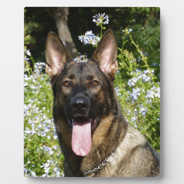 Plaque Photo Chien berger allemand (Devant)