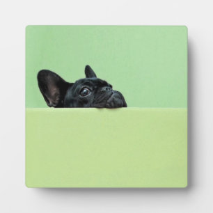 Plaque Photo Chien-chien français qui regarde au-dessus du mur