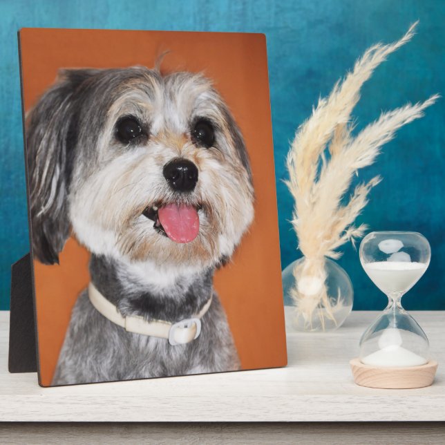 Plaque Photo Chien de Magyar Vizsla (Côté)