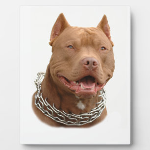 Plaque Photo Chien de Pitbull