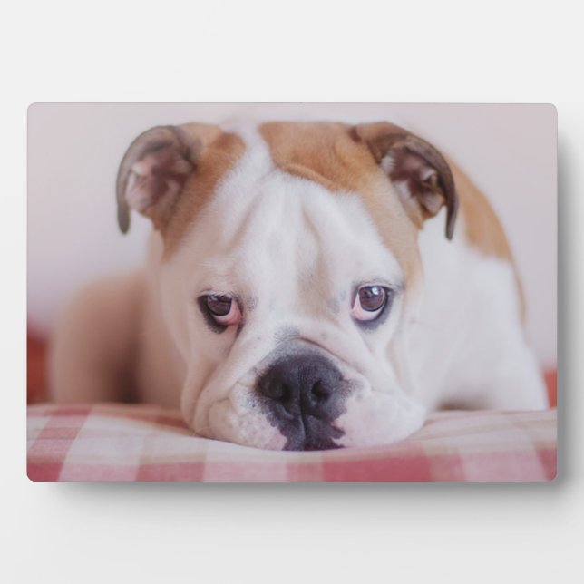 Plaque Photo Chien de taureau anglais timide (Devant)