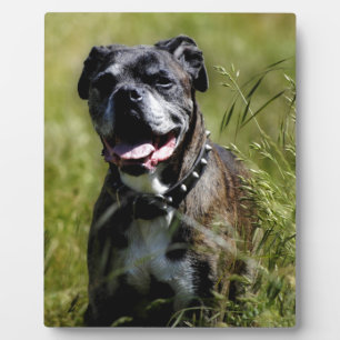 Plaque Photo Chien mignon dans l'herbe