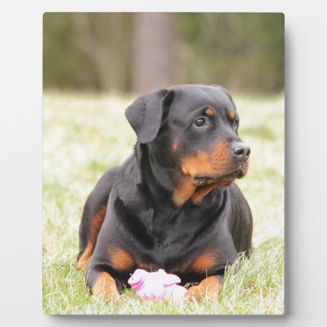 Plaque Photo Chien Rottweiler (Devant)