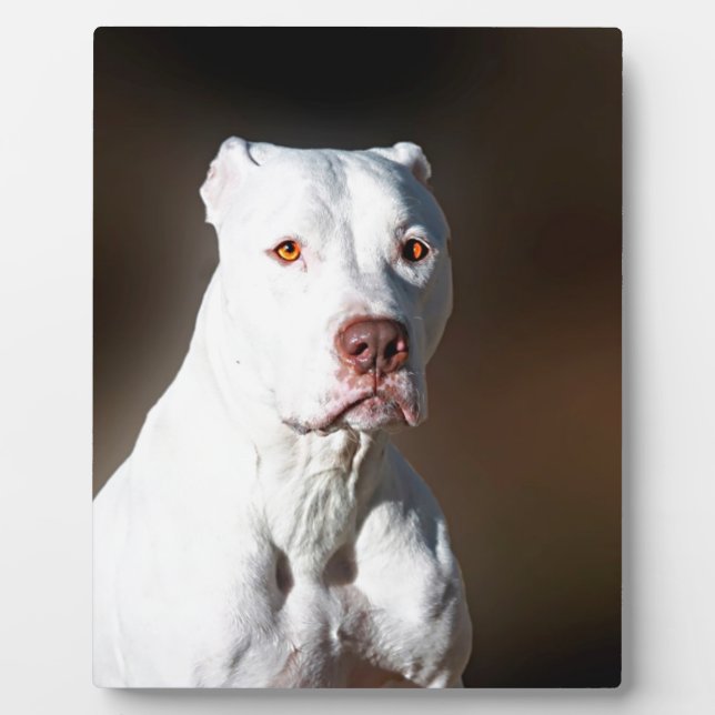 Plaque Photo Chien Secouru blanc américain Pitbull Terrier (Devant)