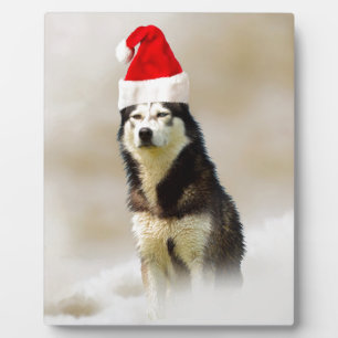 Plaque Photo Chien sibérien Husky avec chapeau de Santa Hat en