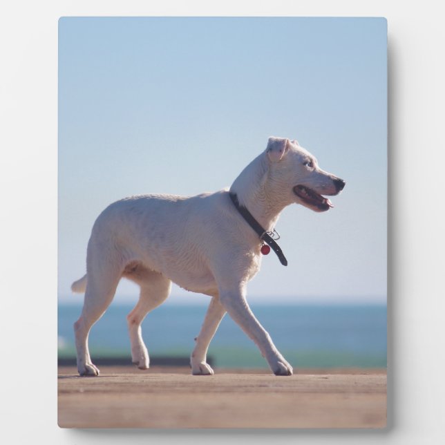 Plaque Photo Chien sur la plage (Devant)